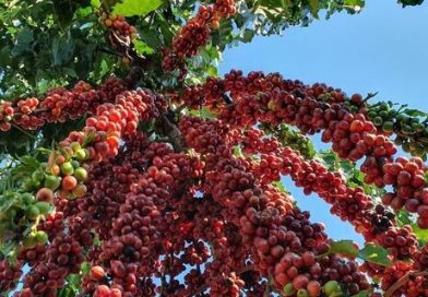 Café robusta tem alta no preço e saca de 60 kg custa R$ 1.813