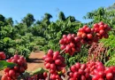 Café arábica começa a semana com elevação no preço