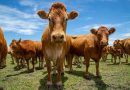 Mercado de proteínas registra estabilidade no boi gordo e variações em frango e suíno