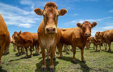 Mercado de proteínas registra estabilidade no boi gordo e variações em frango e suíno