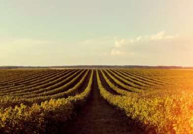 Soja e trigo registram oscilações nos preços no Paraná e Rio Grande do Sul