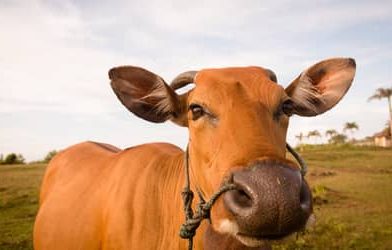Boi gordo hoje: confira as cotações para esta terça-feira (10)