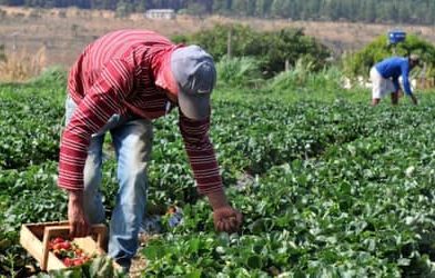 Plano Safra 2025/2026: crédito rural empresarial cresce 6% e soma R$ 316,57 bilhões