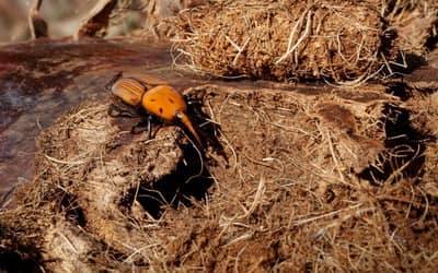 Besouros devoradores de palmeiras em países vizinhos acendem alerta no Ministério da Agricultura