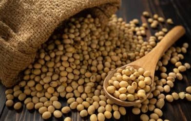 Soja e trigo hoje: confira as cotações para esta segunda-feira (16)