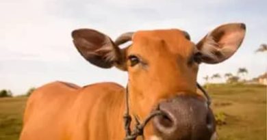 Boi gordo hoje: confira as cotações para esta quinta-feira (30)