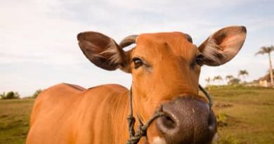 Boi gordo hoje: confira as cotações para esta terça-feira (14)