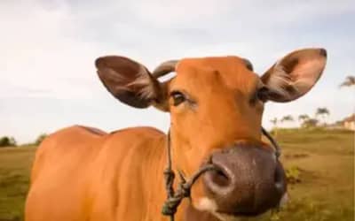 Boi gordo hoje: confira as cotações para esta terça-feira (28)