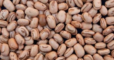 MATOPIBA: chuvas irregulares impactam colheita do feijão primeira safra