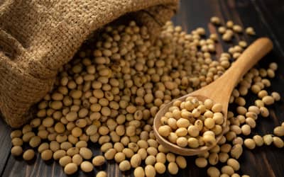 Soja e trigo hoje: confira as cotações para esta terça-feira (21)