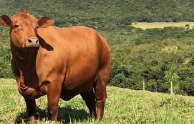 Boi gordo hoje: confira cotações para esta quinta-feira (2)