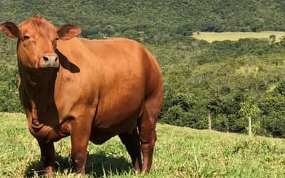 Boi gordo hoje: confira cotações para esta quinta-feira (2)