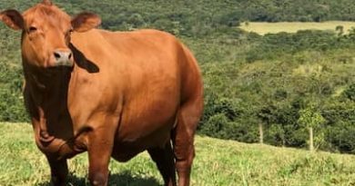 Boi gordo hoje: confira cotações para esta sexta-feira (3)