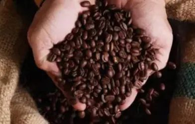 Café hoje: confira cotações para esta sexta-feira (3)